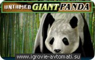   Untamed Giant Panda